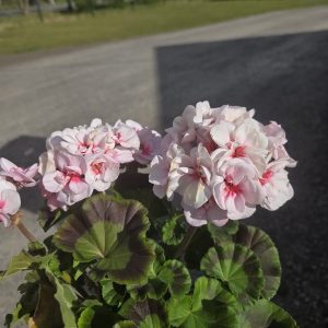 Pelargoner, olika färger