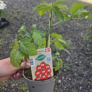 Tomatplanta