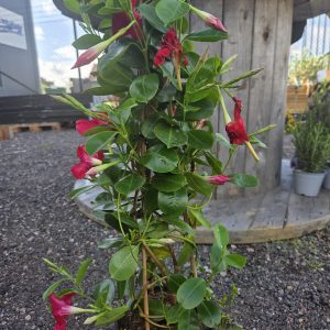 Bägarranka