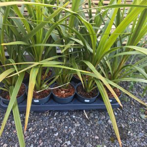 Syddracena, flera färger
