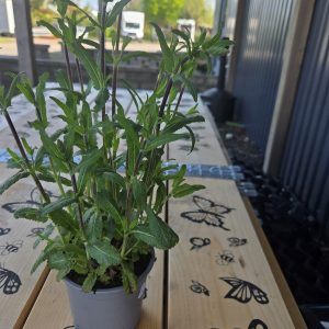 Stäppsalvia, olika sorter