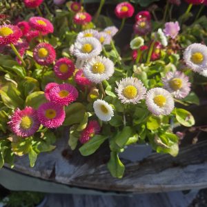 Blommor