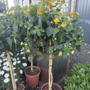 Lantana på stam
