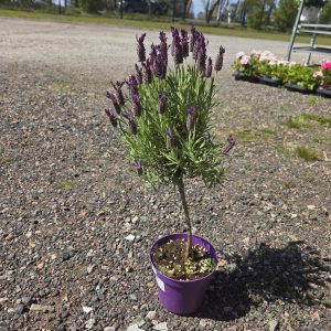 Lavendel på stam