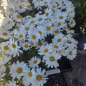 Margerit